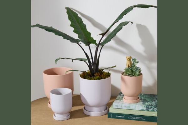 Accent Decor